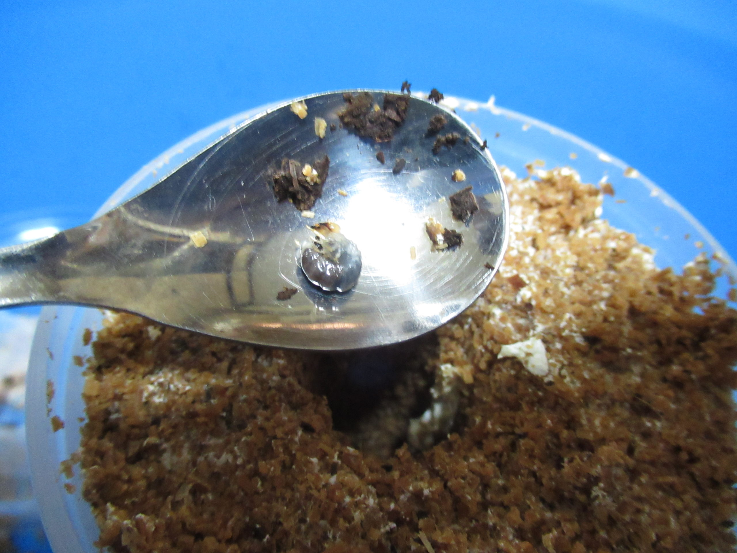 巨大オオクワガタ作出のための幼虫飼育の改善点（菌糸ビン管理）