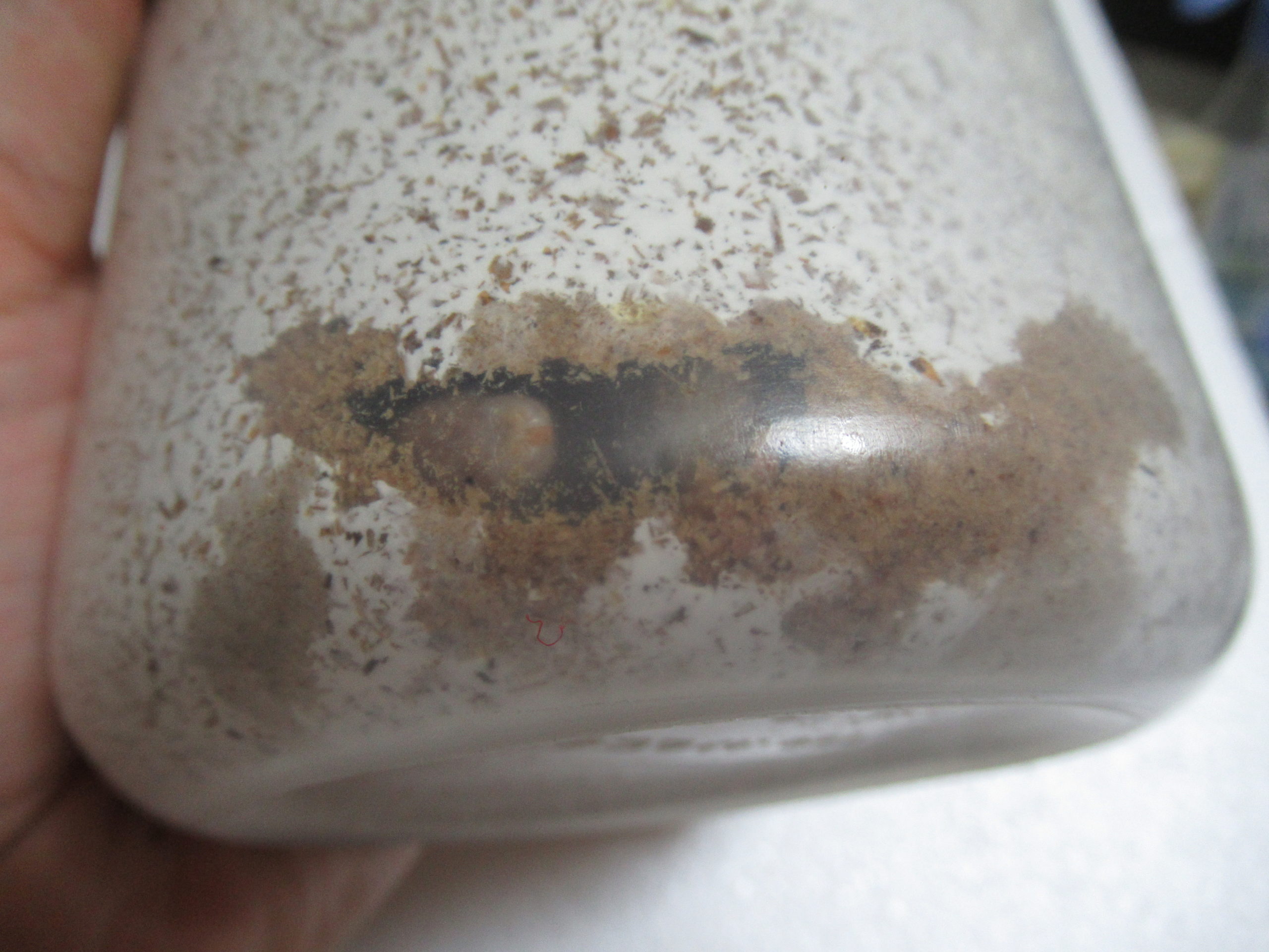 幼虫の食痕が出ない菌糸ビンについて調べる