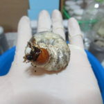 ヒラタクワガタの幼虫３か月のマット交換、菌糸ビン幼虫との比較
