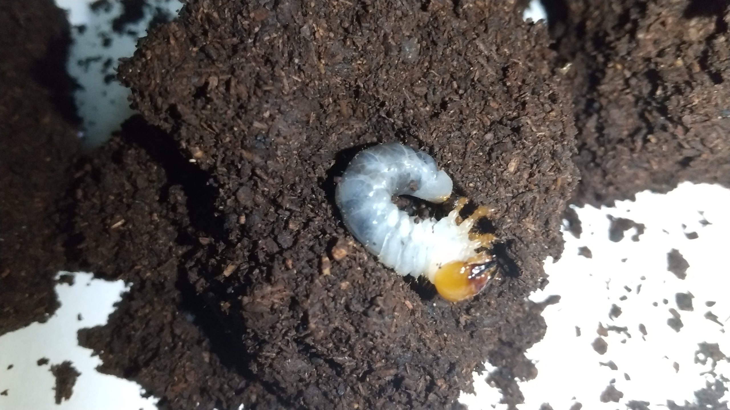 ミヤマクワガタの幼虫、孵化後3か月チェック