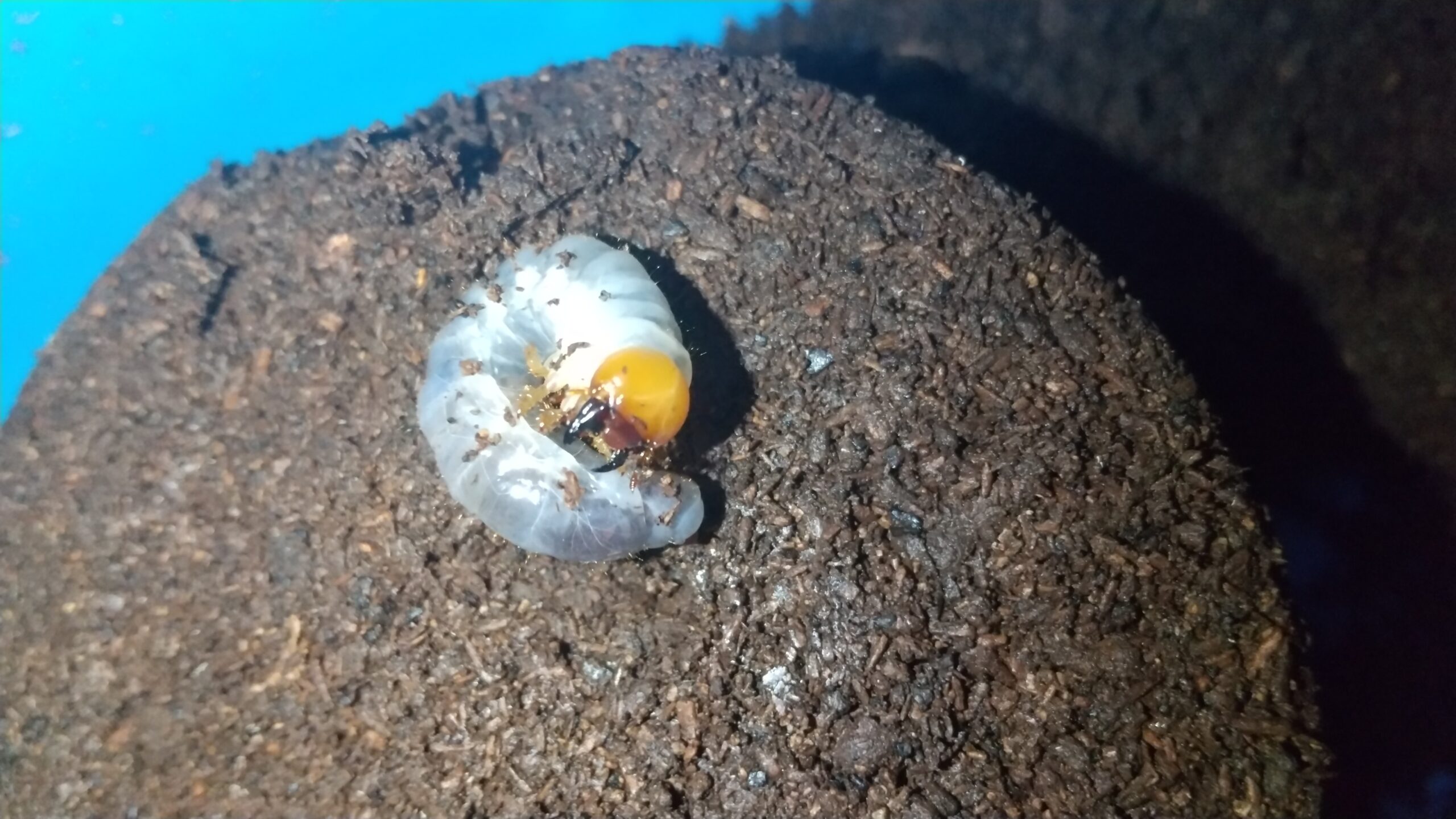 孵化後4か月のミヤマクワガタの幼虫をプリンカップからマットボトルに移す