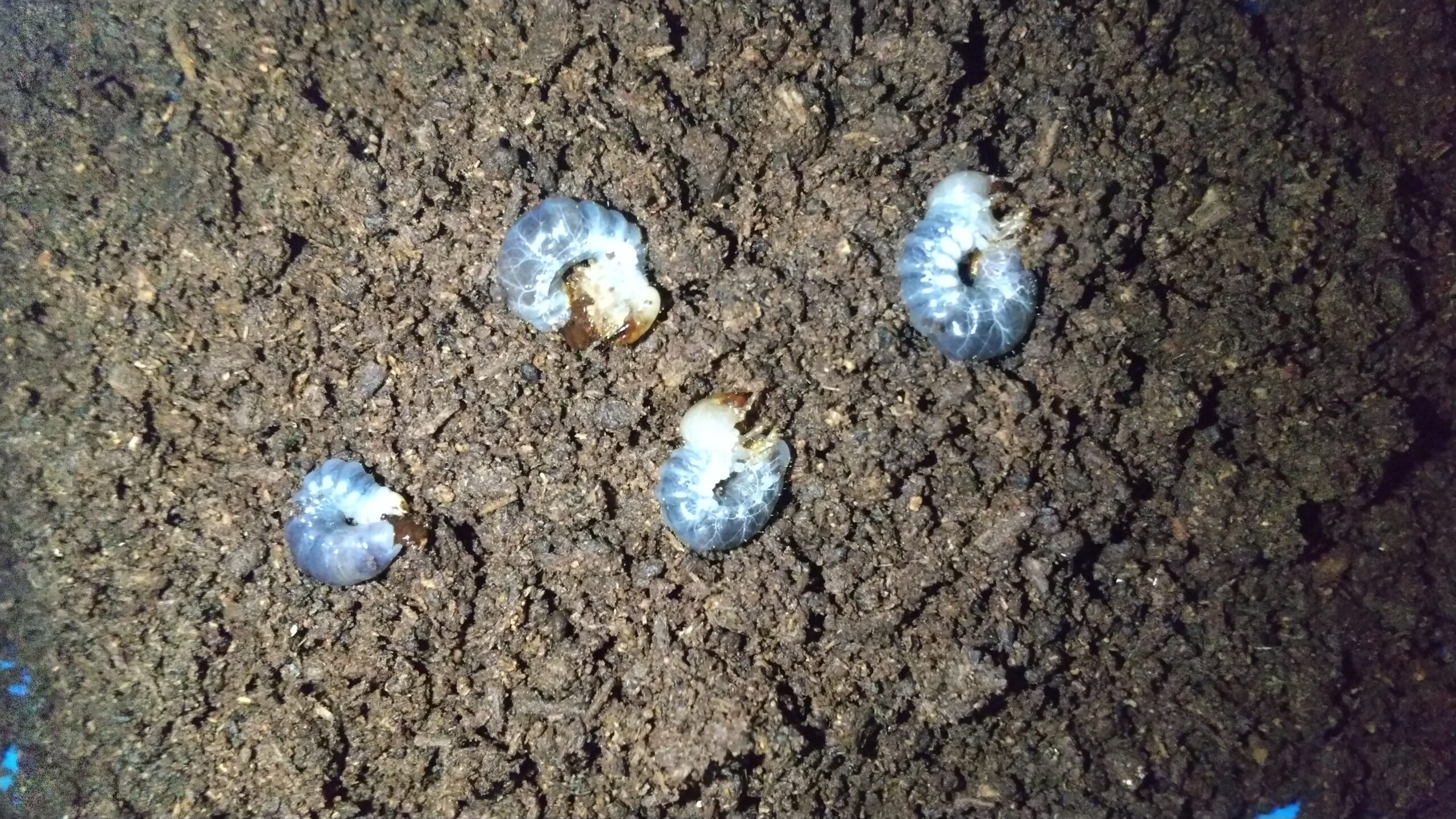 42個あったヤエヤママルバネクワガタの卵は、最終的に何頭幼虫として残ったか？！