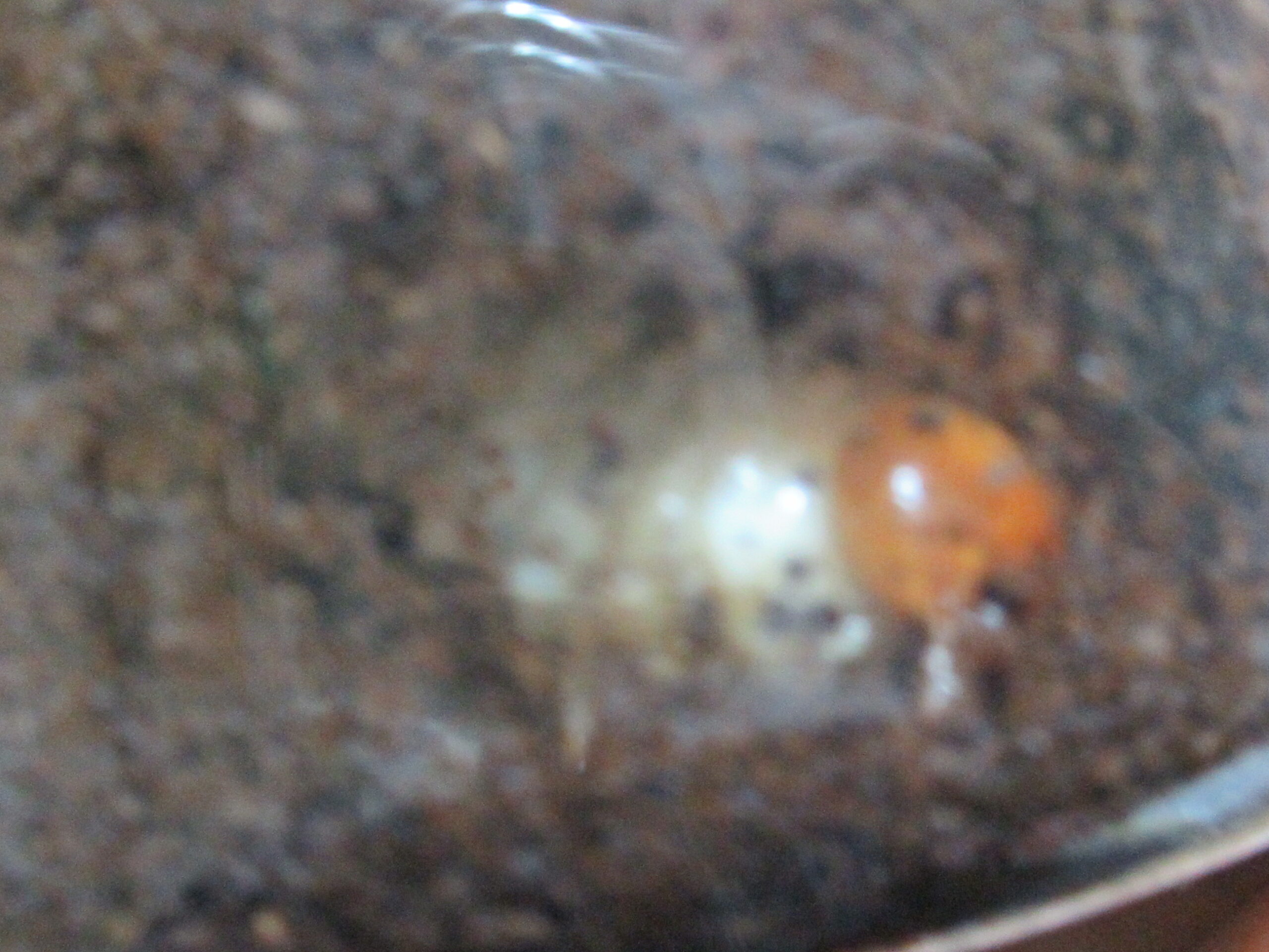 放置飼育しているヤエヤママルバネ幼虫の様子をケースの外から覗いてみた@2021年4月