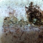 モーレンカンプオウゴンオニ、卵の管理とカワラ菌糸への投入
