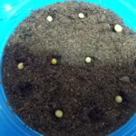 CBモーレンカンプオウゴンオニ、菌床産卵で16頭の卵・幼虫が採れた！