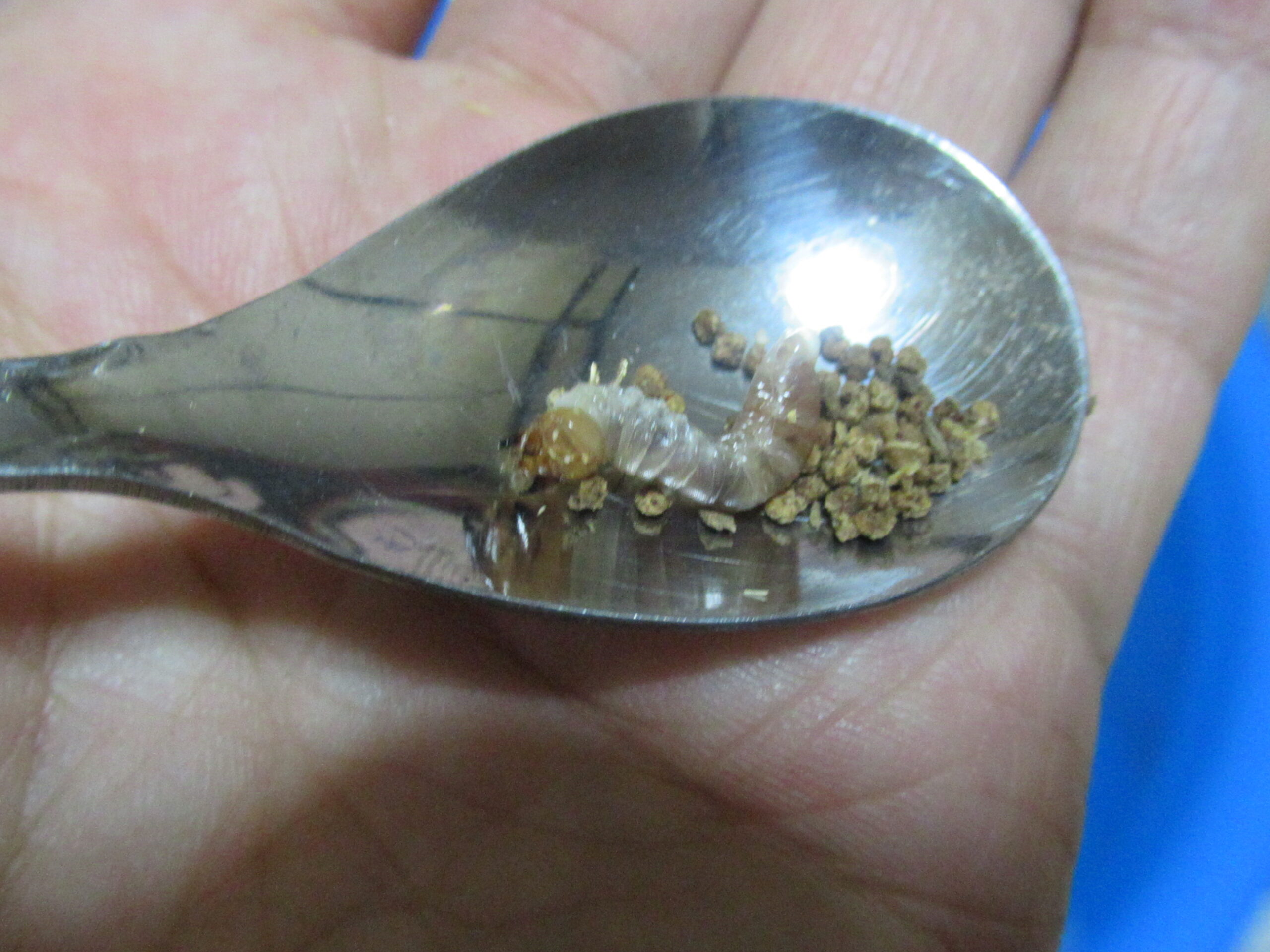 モーレンカンプオウゴンオニ、幼虫を一斉にカワラ菌糸ビンに投入