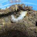 モーレンカンプオウゴンオニ繁殖計画③卵と初令幼虫の管理法